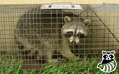 Aroostook County trapping